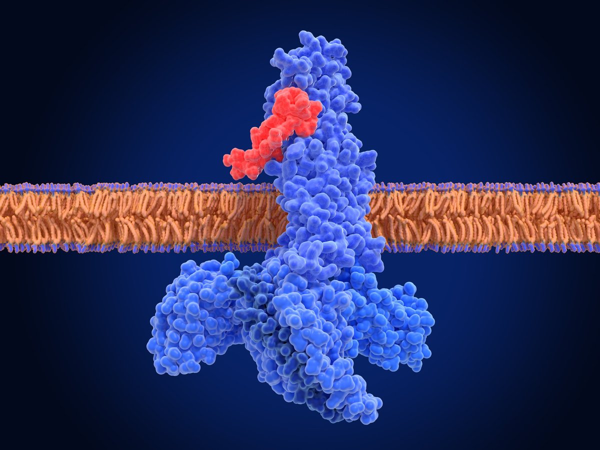 GLP-1 receptor structure visualization, G protein-coupled receptor (GPCR) molecular model for type 2 diabetes and obesity treatment research